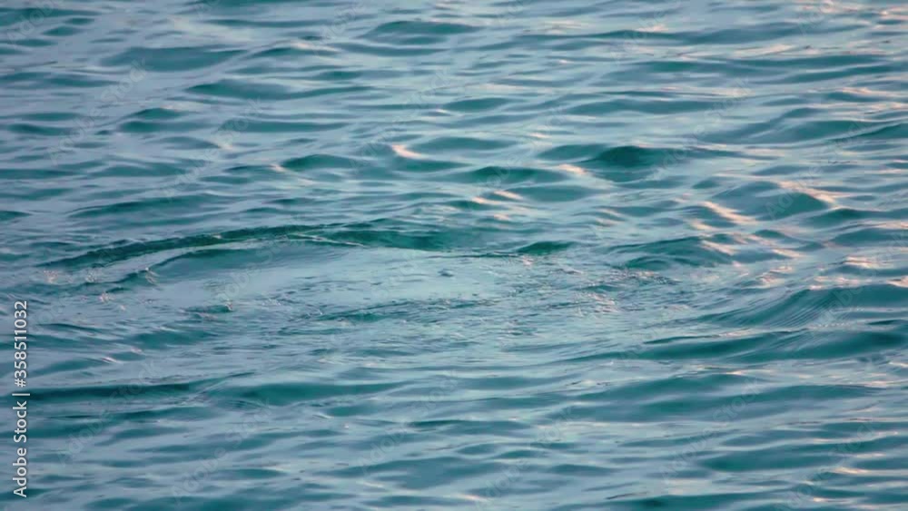 Cormorant (Phalacrocorax carbo) is swimming and flying on the water surface Cormorant (Phalacrocorax carbo) is swimming and flying on the water surface
