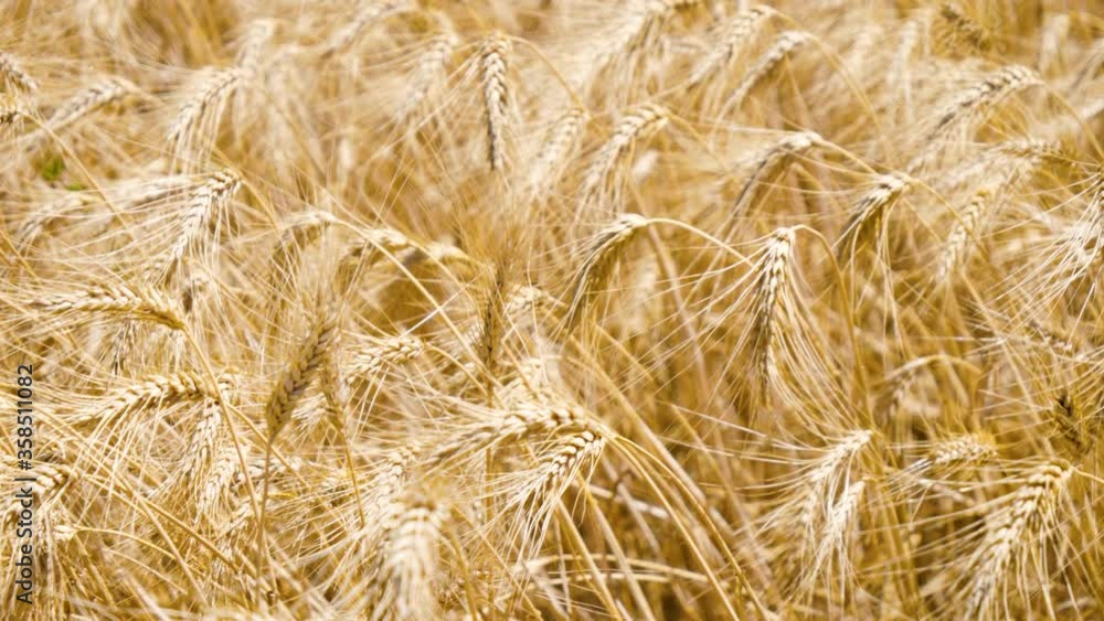 close up on wheat field close up on wheat field