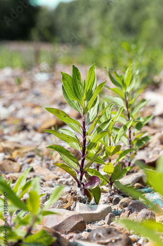 green plant