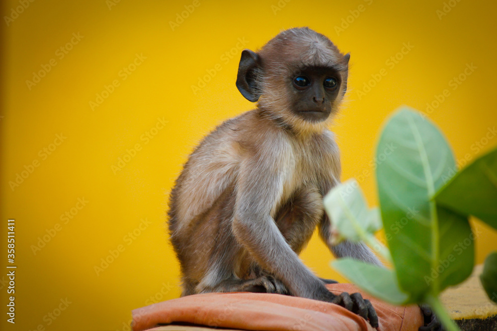 Fototapeta premium monkey baby alone
