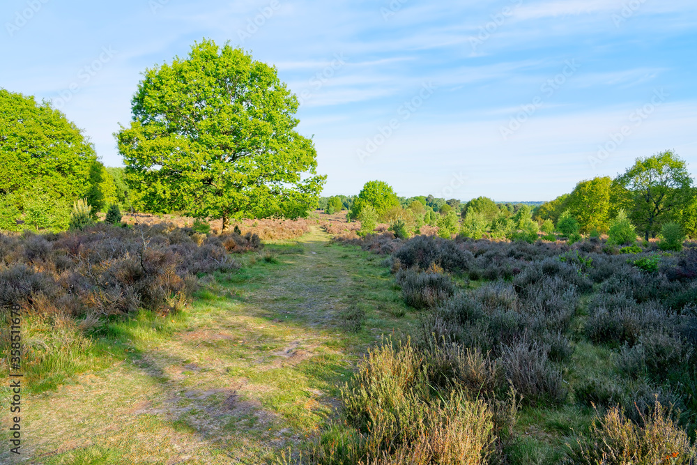 Wide grass footpath winds across Budby Heath on the edge of Sherwood Forest on a bright spring morning Wide grass footpath winds across Budby Heath on the edge of Sherwood Forest on a bright spring morning