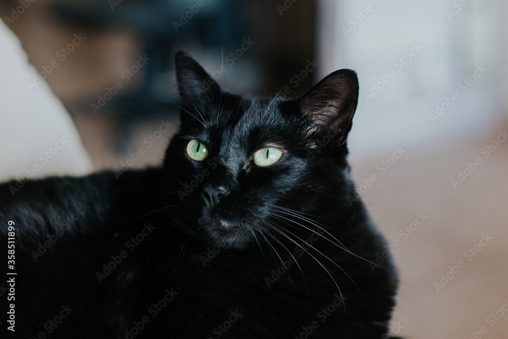 Gata negra con ojos verdes relajada en el salón