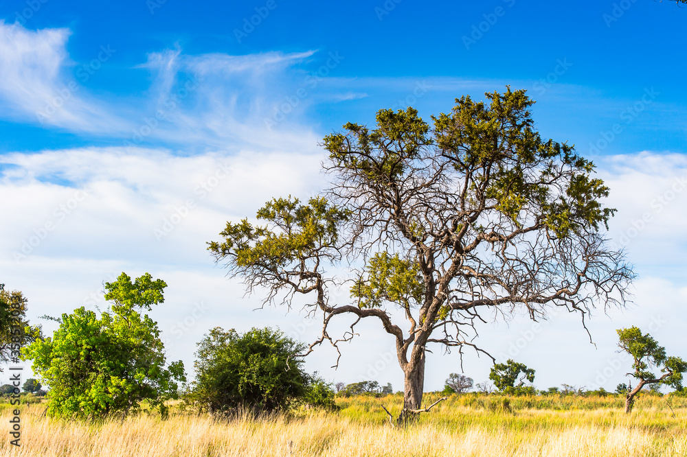 It's Tree at the Okavango Delta (Okavango Grassland), One of the Seven Natural Wonders of Africa, Botswana It's Tree at the Okavango Delta (Okavango Grassland), One of the Seven Natural Wonders of Africa, Botswana