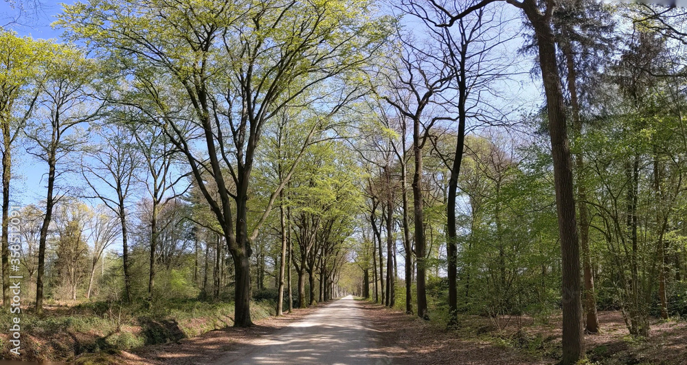 Road through the forest around Medler during spring