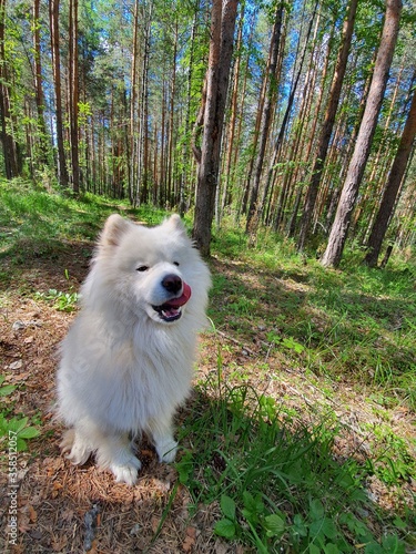 White fluffy dog ​​in the coniferous forest. Samoyed licks. Tongue sticking out dog