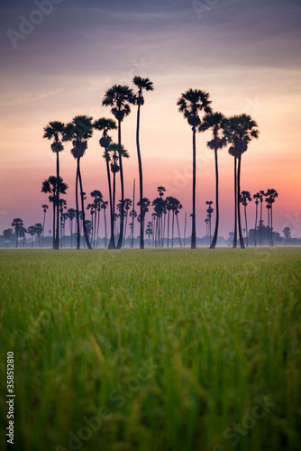 Sugar palm trees in the rice field at misty morning countryside of thailand surrounded by lush green plants