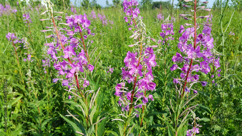 Obraz premium Beautiful Willow-herb flowers