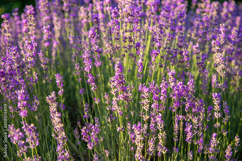 Naklejka premium Lavender flowers with sunlight in morning