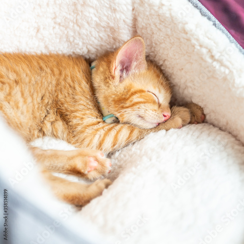 Cute little ginger kitten in the collar sleeps on white soft cat bedding