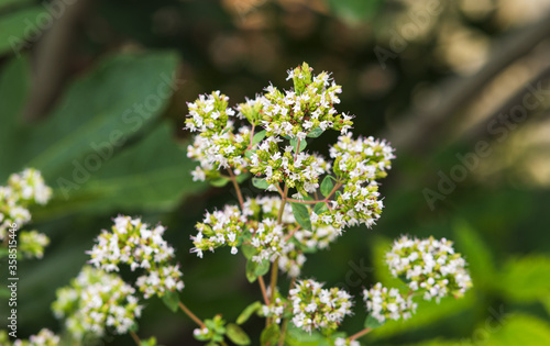 Origanum vulgare (blanc)