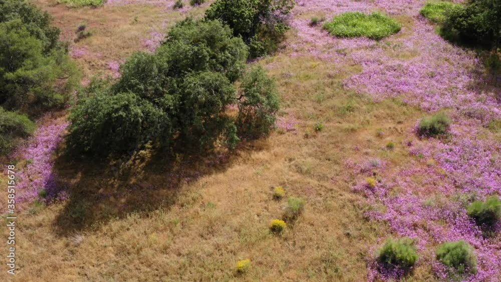 Bird Eye View Contrast of Pink Wildflowres and Green Grass National Forest Bird Eye View Contrast of Pink Wildflowres and Green Grass National Forest