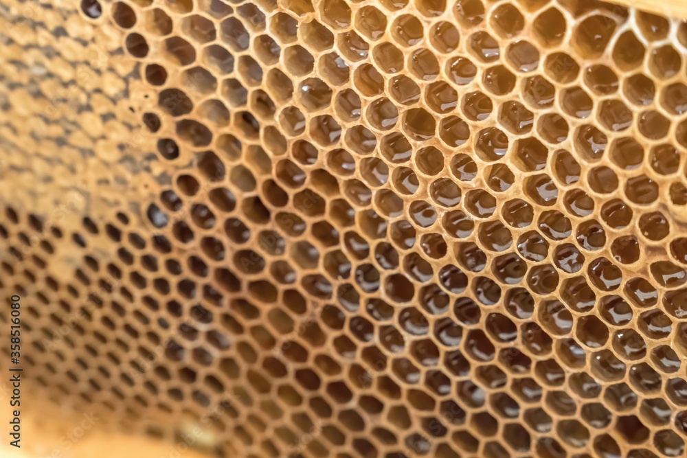 Natural honeycomb with honey