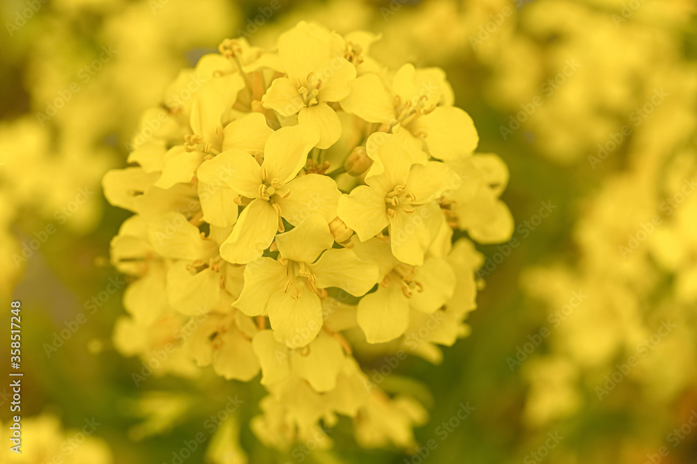 .beautiful yellow rapeseed flower close up .beautiful yellow rapeseed flower close up