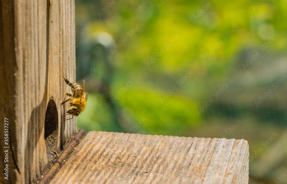 Biene auf Bienenstock