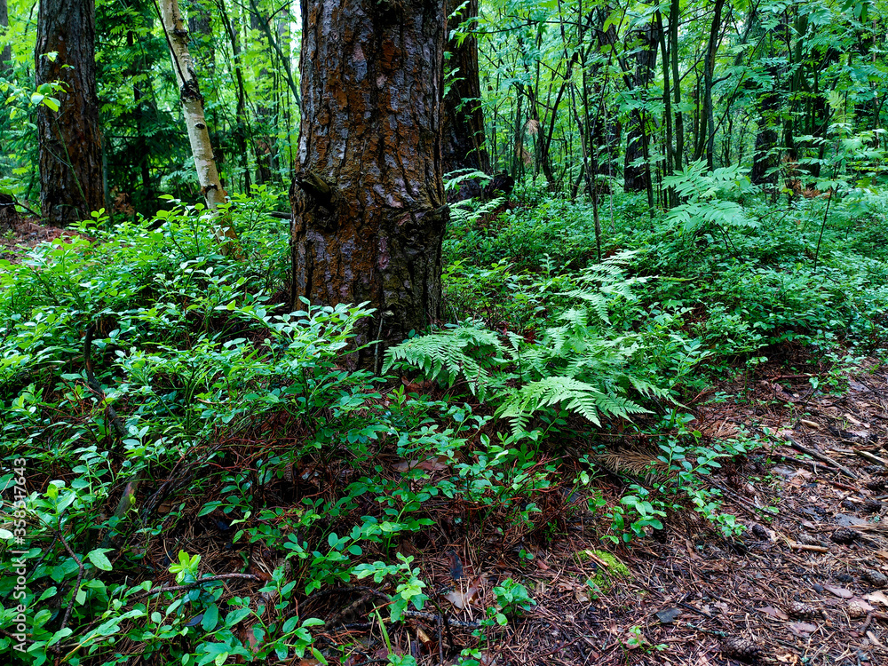 Fototapeta premium Blueberry bushes in the forest. Glade of blueberries. Beautiful summer forest with different trees. 