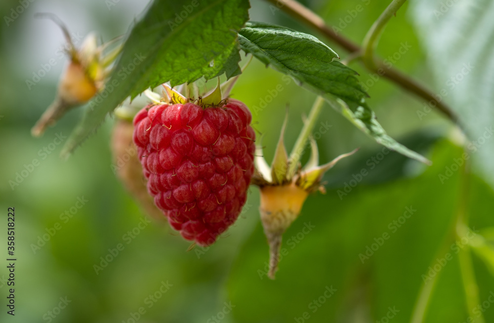 Close up of organic raspberries growing on branch Close up of organic raspberries growing on branch