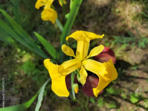 yellow irises in the summer park