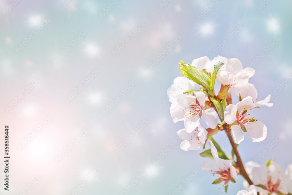 Selective focus. Spring background - white cherry flowers, blurred background. Template for design.