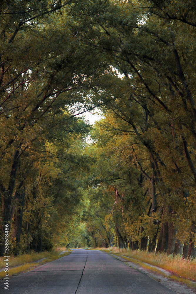 Naklejka premium road in autumn forest
