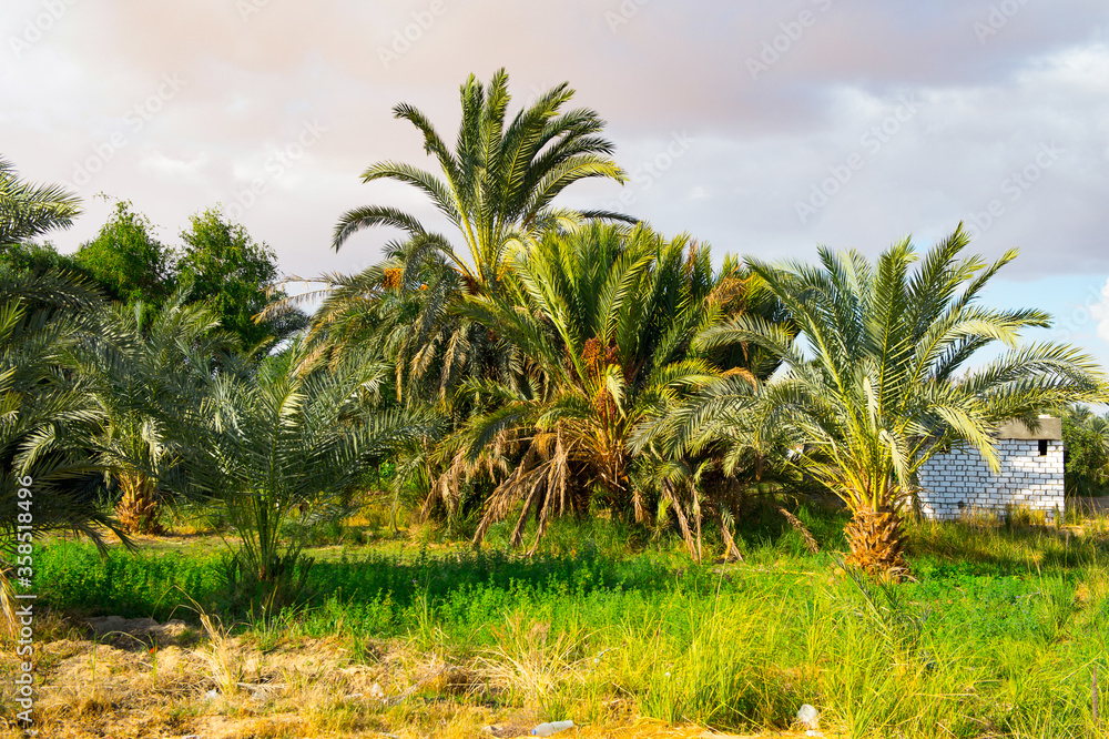 It's Palm trees in the Bahariya Oasis in EGypt It's Palm trees in the Bahariya Oasis in EGypt