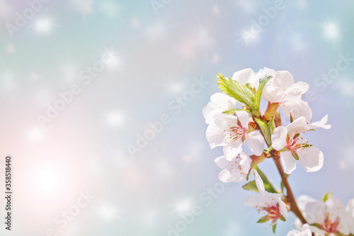 Selective focus. Spring background - white cherry flowers  blurred background. Template for design.