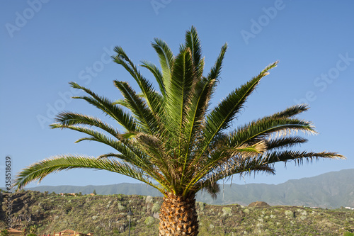 Date Palm (Phoenix canariensis)