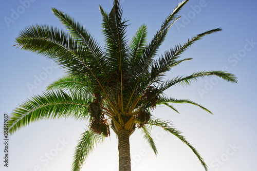 Palm tree in La Palma  Canaries