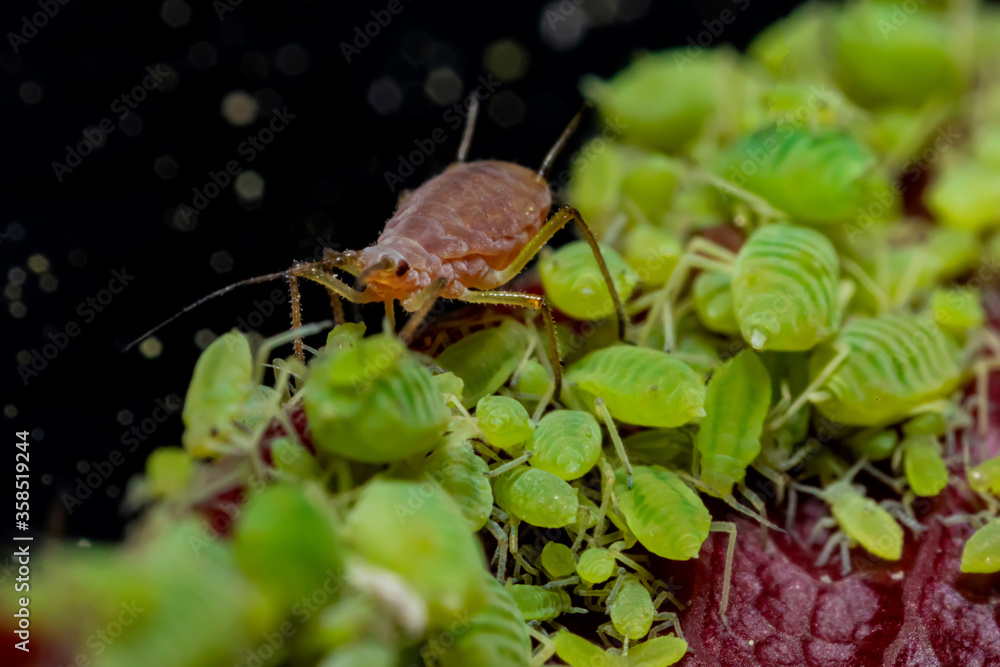 .aphid insect living in the garden on roses and bushes in summer. extra ...