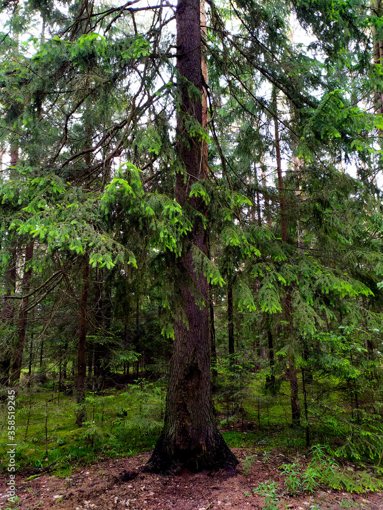 Fototapeta premium Spruce in the forest