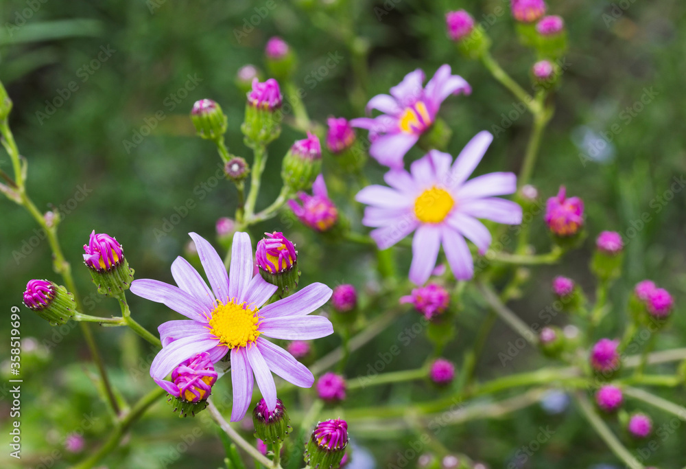 Fototapeta premium Senecio glastifolius flowering in the UK spring