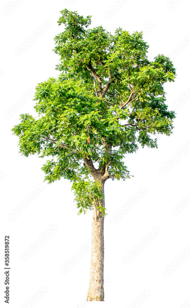 Large trees with edible fruits are completely separated from the white background.