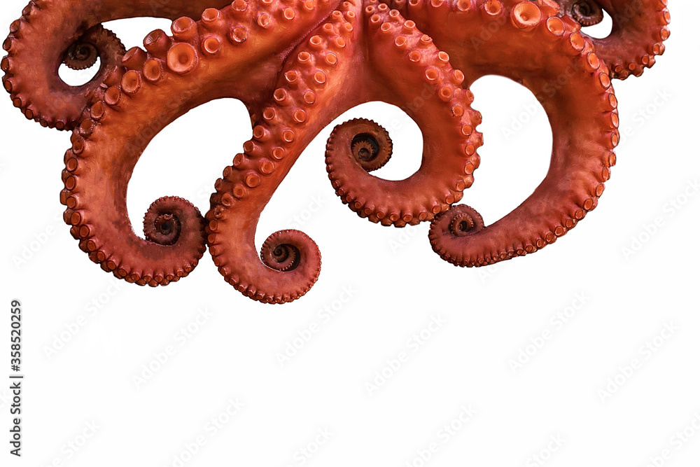 Fototapeta premium boiled big red octopus on a white background whole whole isolated