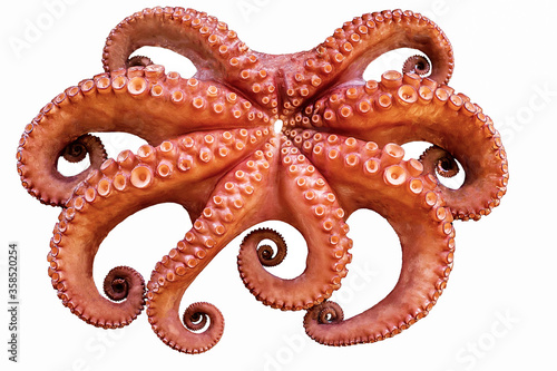 boiled big red octopus on a white background whole whole isolated