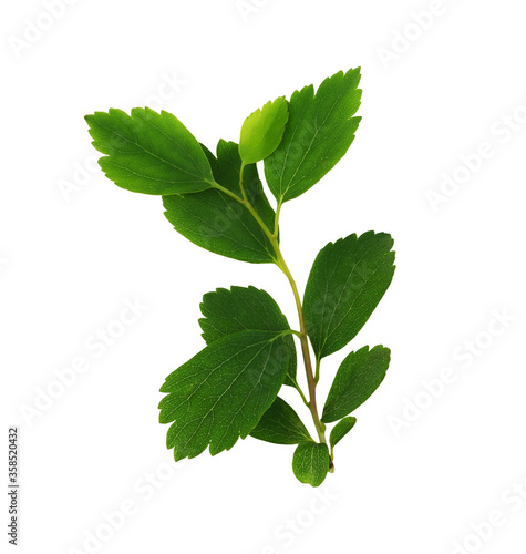 Twig of spiraea chamaedryfo...