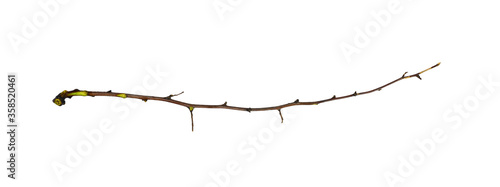 Dry twig isolated on white