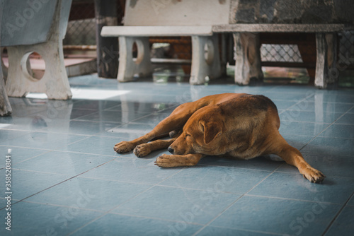 dog sleeping on the floor