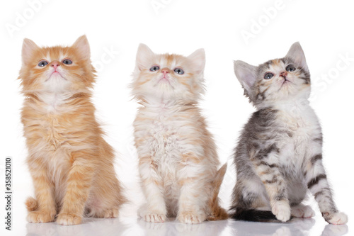 Fototapeta Naklejka Na Ścianę i Meble -  Three cute kitten on white