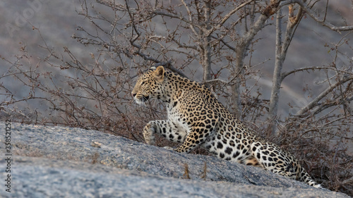 Selective focus image of adult Indian leopard with its twisted tail gracefully stretching with its right paw ahead on a rock and looking straight with small trees in the background in Rajasthan India