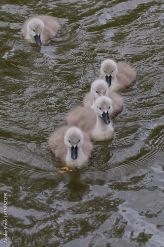 Four Mute swan signets swimming