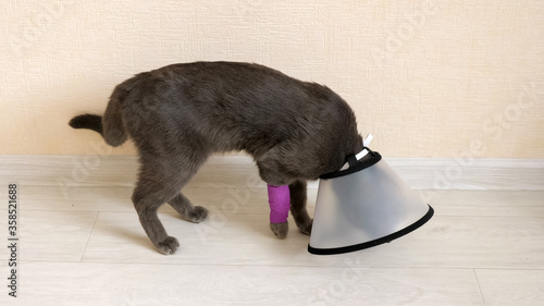 cat walks around the room limping in a veterinary collar.