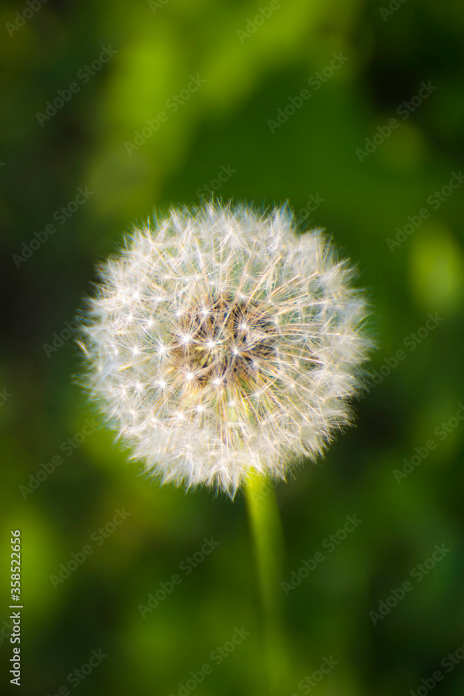 Macro view of seeded dandelion flower head. Shallow depth of field.