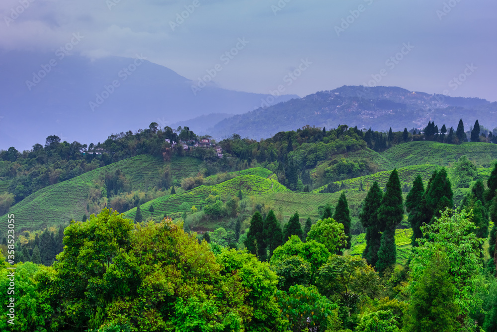 An Indian tea garden amidst the lap of a mountain. Distant hills and valleys visible with blue sky