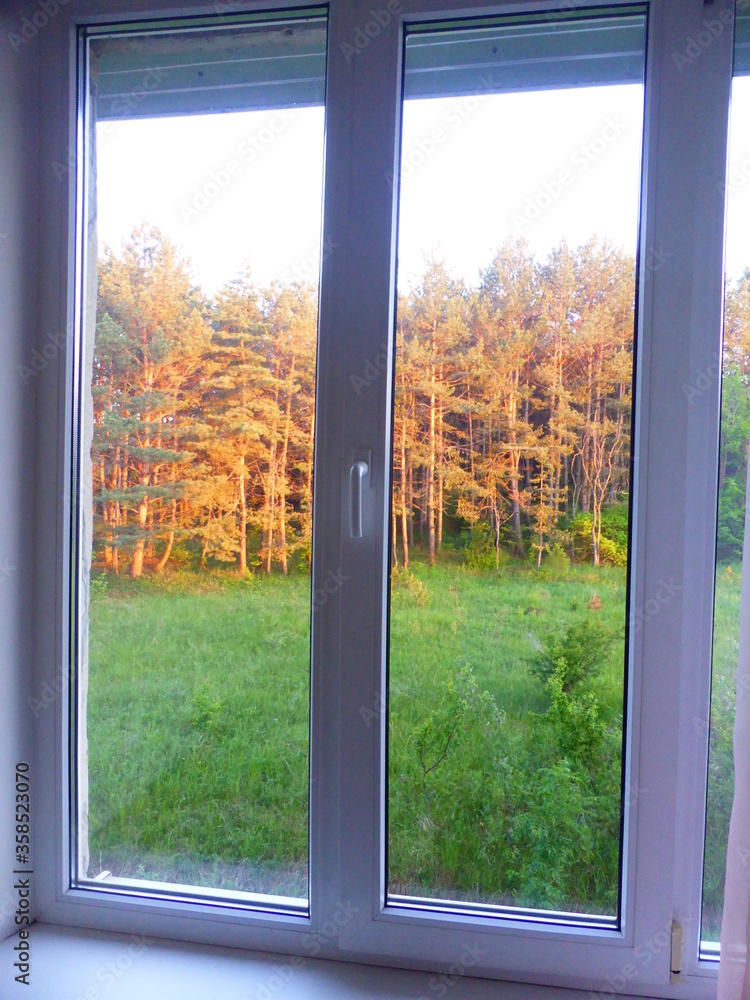 View from the window of a pine grove View from the window of a pine grove