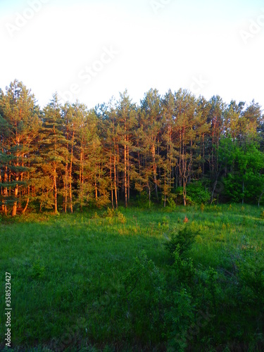 View from the window of a pine grove