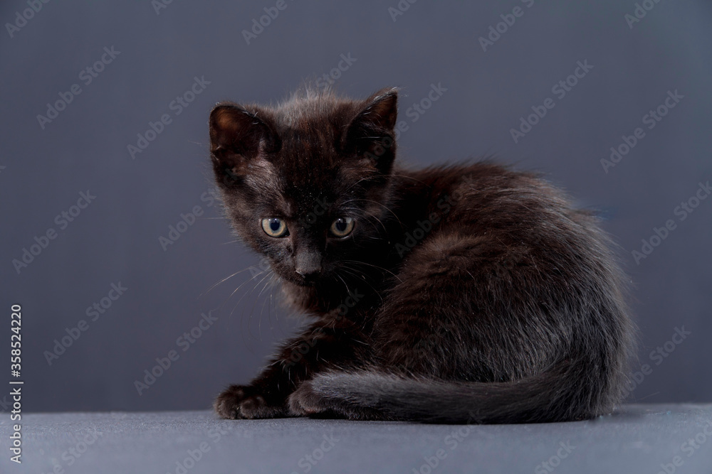Obraz premium small black cat