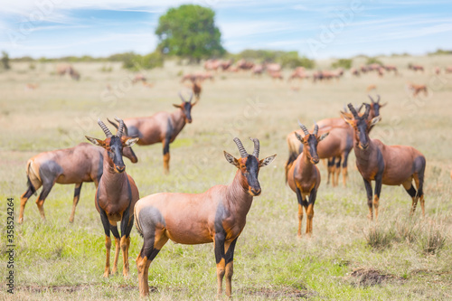Canvas Print The antelopes graze together