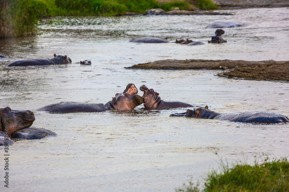 Flock of hippos in the lake