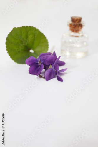Viola odorata oil (Sweet Violet, English Violet, Common Violet, or Garden Violet) with fresh Viola odorata flowers.