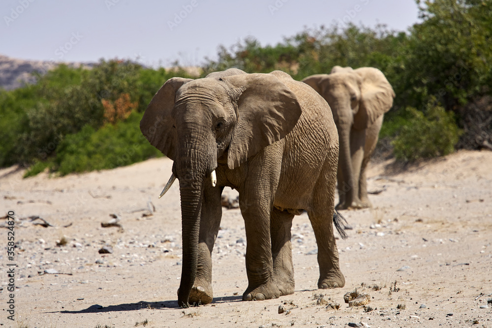 Very rare desert elephants looking for food in Hoanib river valley, Damaraland, Sesfontein, Namibia
