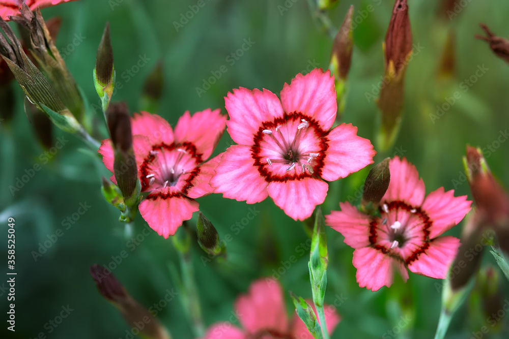 Colorful flower. Flower in garden at sunny summer or spring day. Flower for postcard beauty decoration and agriculture concept design. Colorful flower. Flower in garden at sunny summer or spring day. Flower for postcard beauty decoration and agriculture concept design.